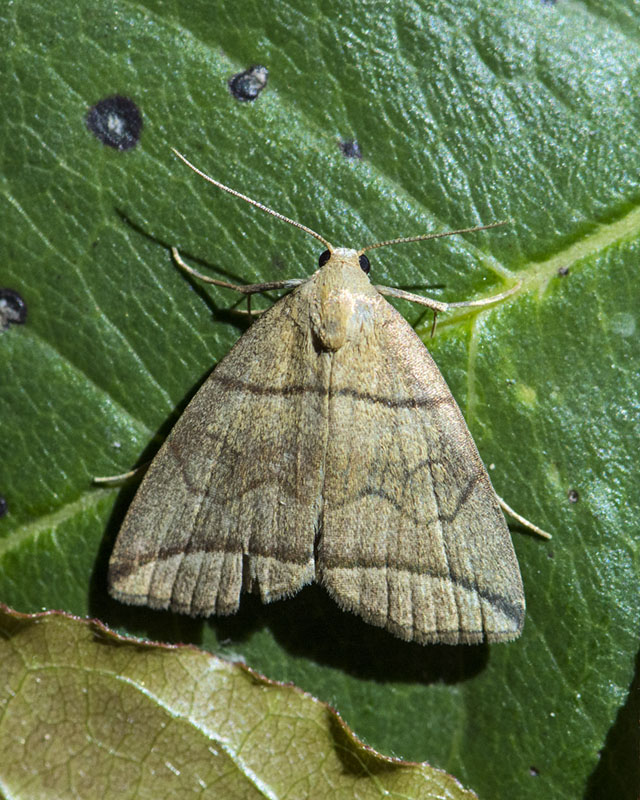 Herminia grisealis, Erebidae Herminiinae